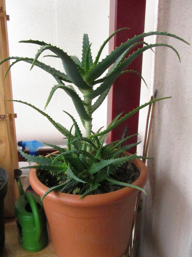 Aloe_Arborescens_im_November_2015.jpg