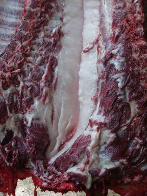 wollsau geschlachtet auf der leiter, man sieht den dicken speck und das dunkelrote fleisch
