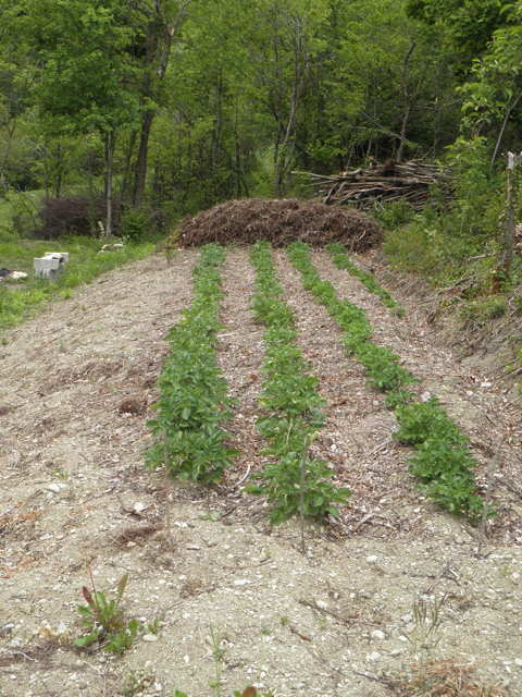 Wurzelhaufen von der Rodung des Kartoffelfeldes