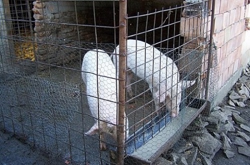 Eines von den Beiden hat`s erwischt...