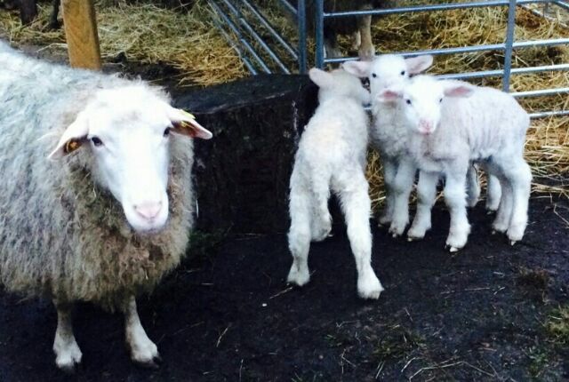 mein liebes leitschaf, ihr auenlamm von hinten und die weihnachtszwillinge