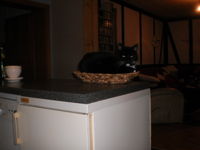Kater im Obstkorb