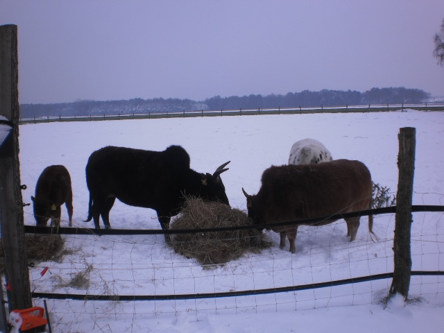 Zwergzebus im Schnee