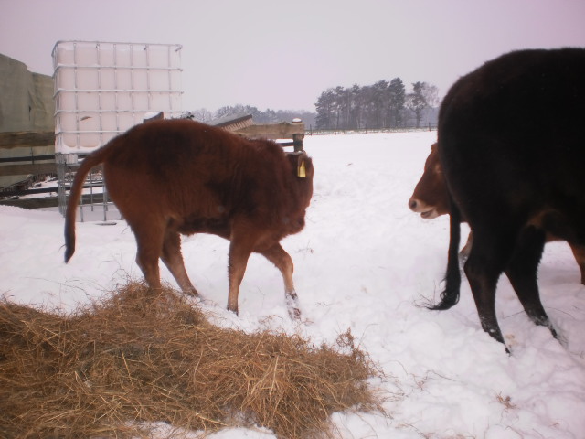 Selbst Kalb Lisa war draußen,Sie ist jetzt 5 Monate alt
