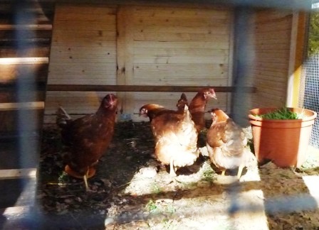 die pickende Hühnerschar