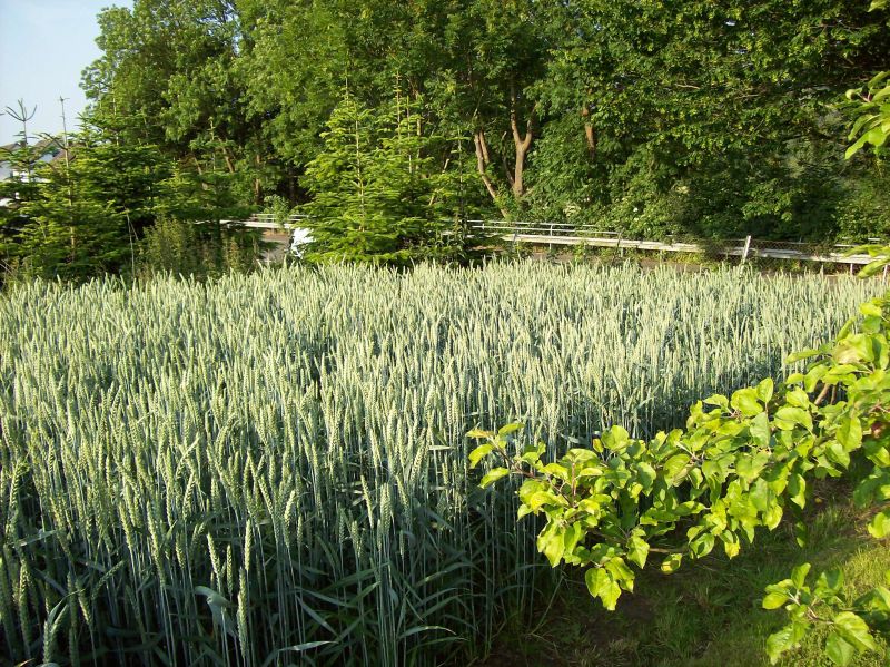 Winterweizen 2015.jpg