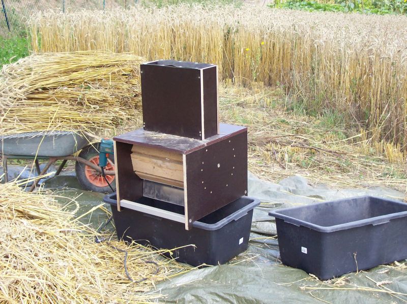 Dreschen Weizen 2013.jpg