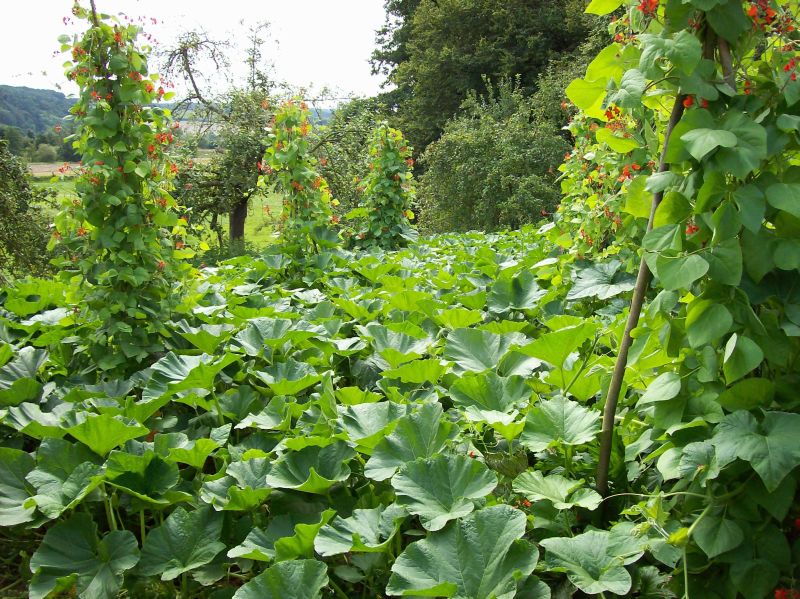 Feuerbohne Kürbis 2014.jpg