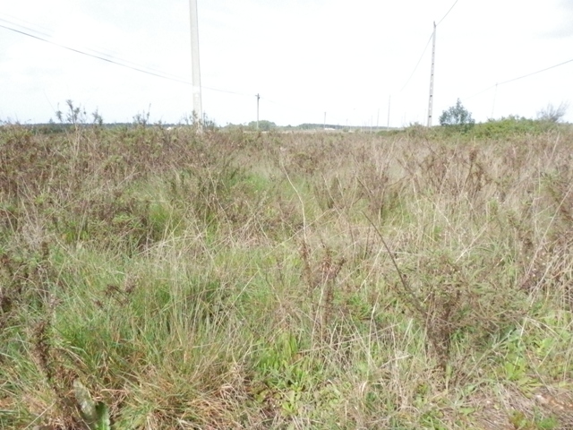 Weideland auf der Eben mit anfangender Verholzung.JPG