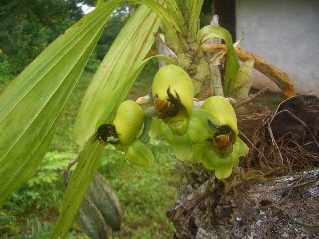 Orchideen Belagerung......