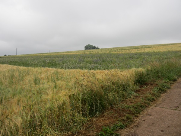 Streifen zwischen Wintergerste