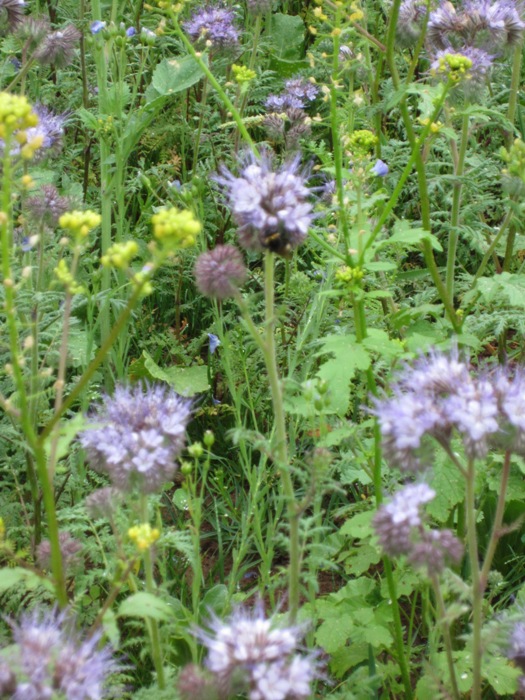 Eine Hummel nascht am Phacelia.