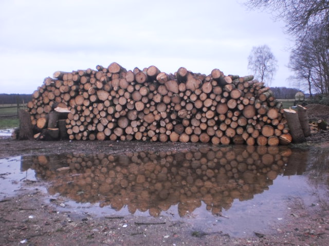 Kaminholz