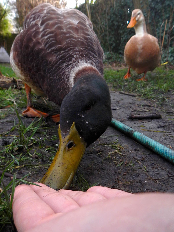 Hungriger Matsch-Dino