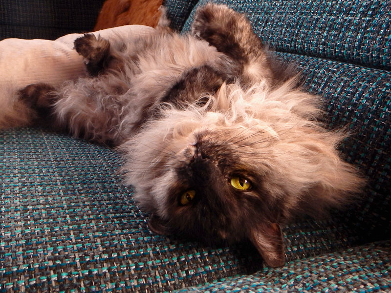 Das Sofa-Monster