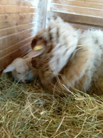 unzertrennlich (nicht mal für kraftfutter lass ich den alleine!)