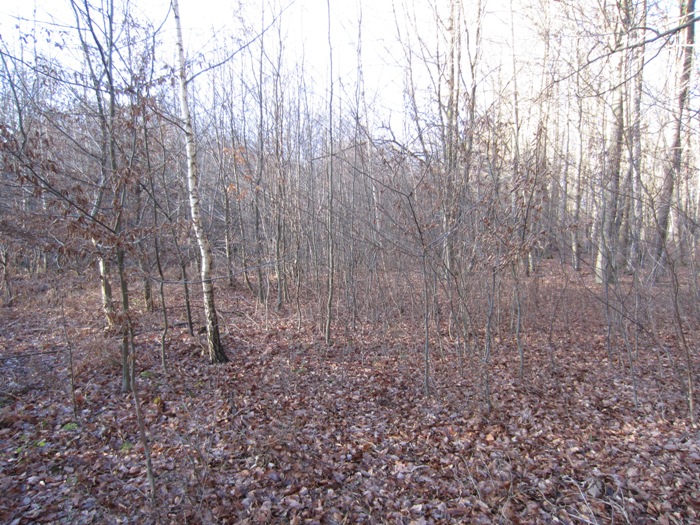 Wald 1.jpg