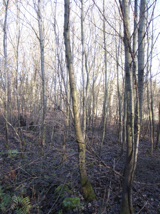 Wald 2.jpg