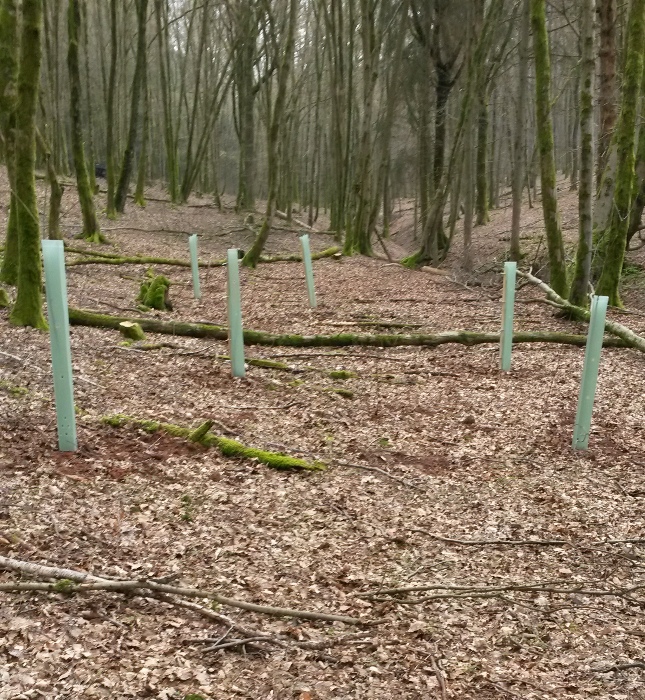 Bergahorn mit Einzelschutz