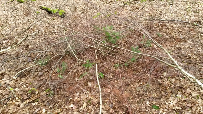 Fichten und Douglasien nach dem "Schützen"