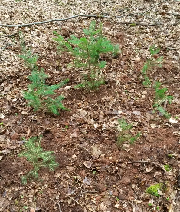 Fichten und Douglasien vor dem Schützen