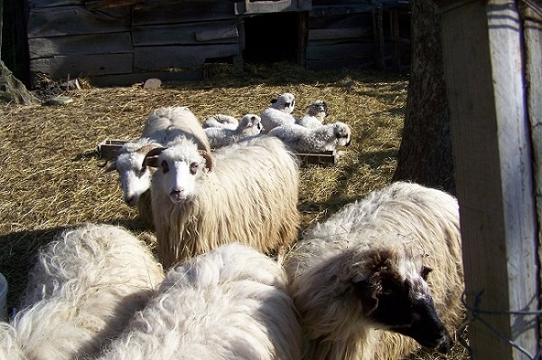 Jede Menge Nachwuchs bei den Schäfchen.
