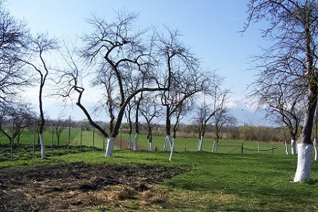 Ich finde, der alte Obstgaren sieht jetzt richtig "dankbar" aus.