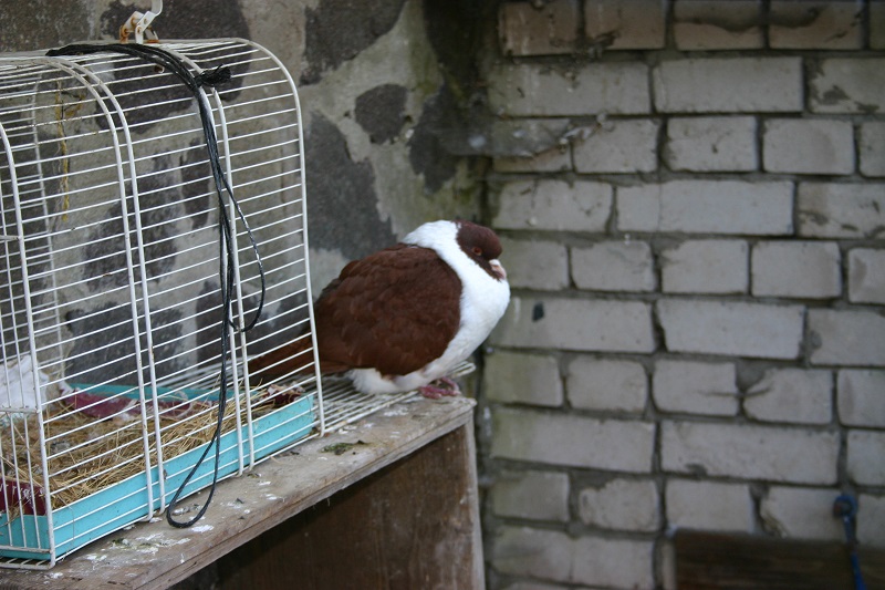 IMG_7117.jpg