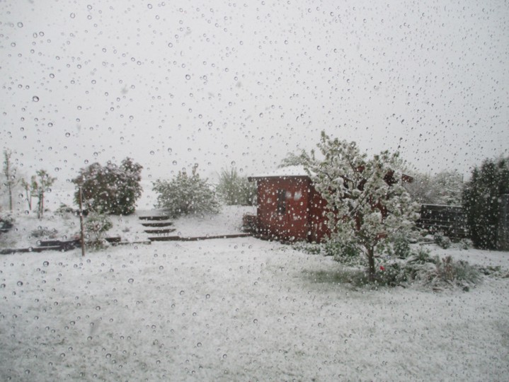 Kirschblüte und Flieder im Schnee