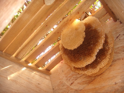 kurzzeitige Bienenarbeit.jpg