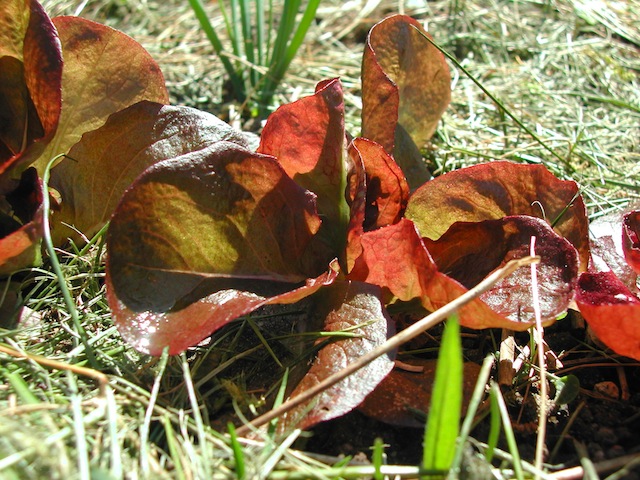 Pflücksalat Eichblatt