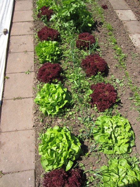 Salat, Zwiebeln, Salat, Möhren.