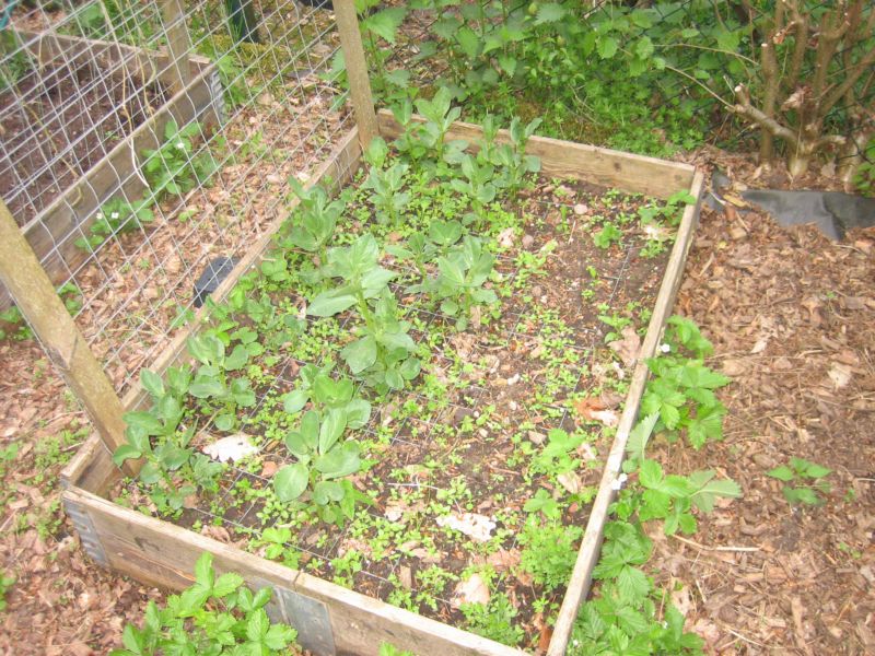 Pfingsten2016Garten 003.jpg