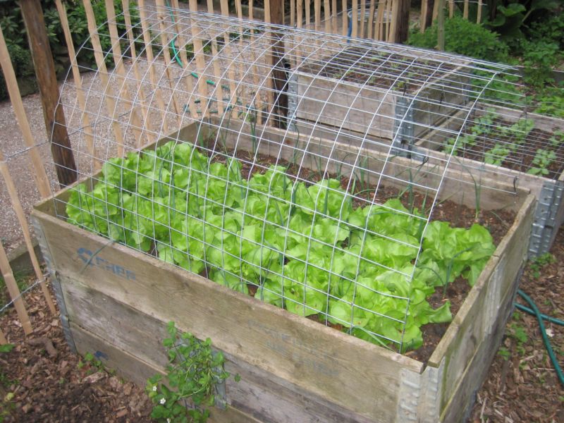 Pfingsten2016Garten 004.jpg