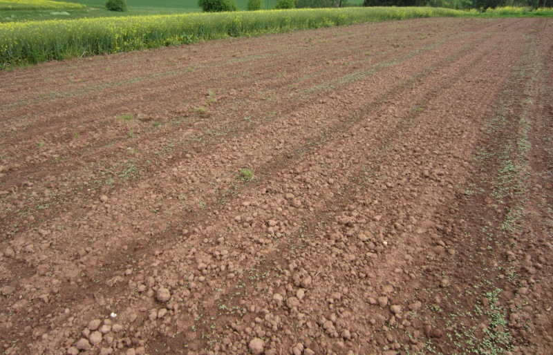 Auflaufendes Saatgut 18.05.16.JPG