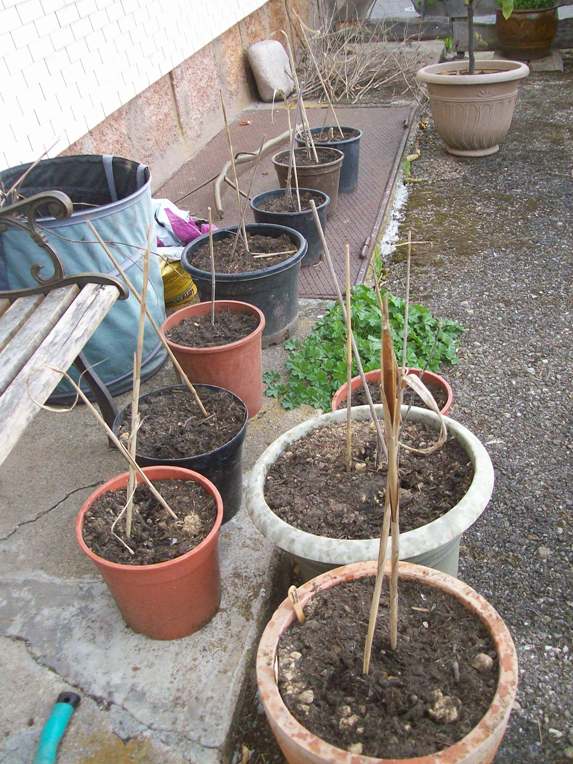 Tomaten.JPG