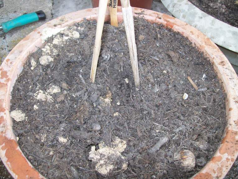 Ex-Tomate.JPG