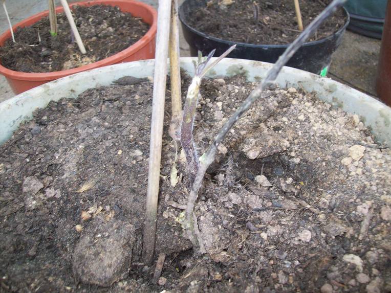Ex-Tomate 2.JPG