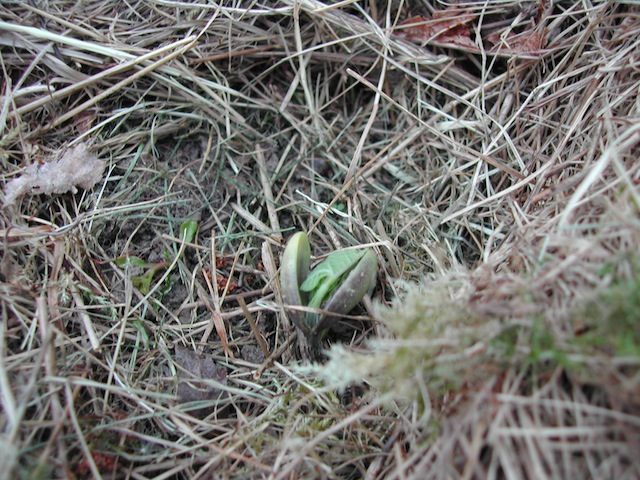 Bohnen explodieren...