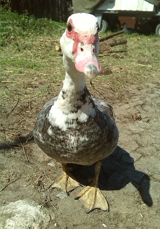 IMG_20160505_132420 kle.jpg