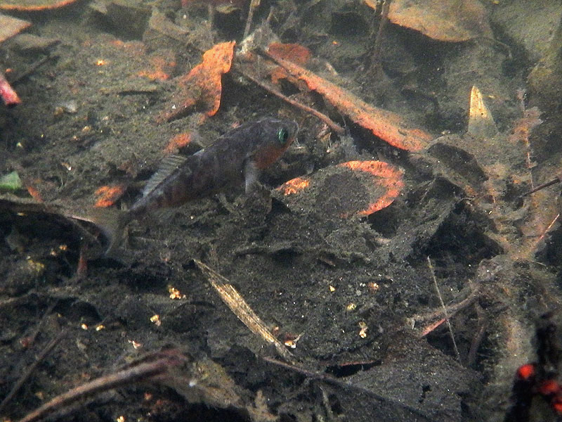 Tarnfisch