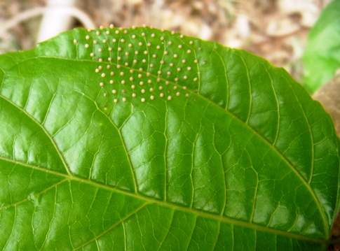 Passiflora Parasit.jpg