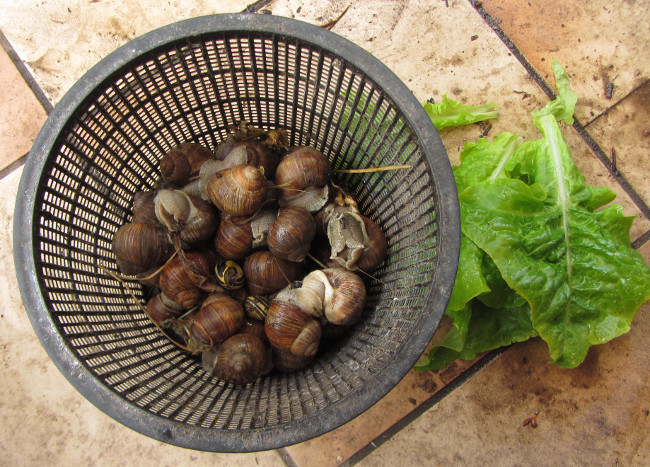 ein_kilo_Weinbergschnecken.jpg