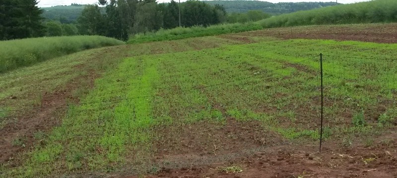 Lein Erbsen 29.05.16.jpg