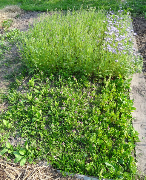 Gründüngung mit viel Unkraut...