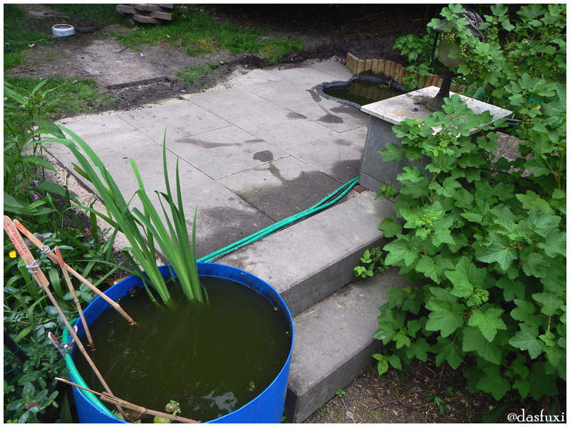 Schritt für Schritt zur Quackquaponik