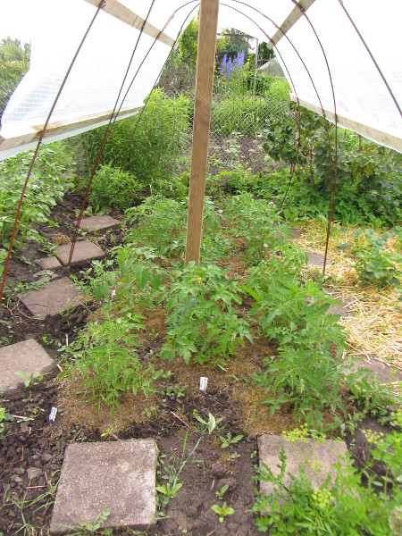 Tomaten_am_13_06_2016.jpg
