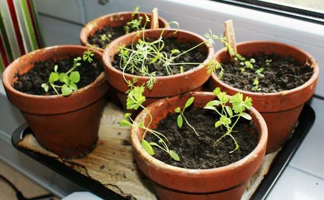 Buschbasilikum, Thymian, Dill, Oregano und Petersilie