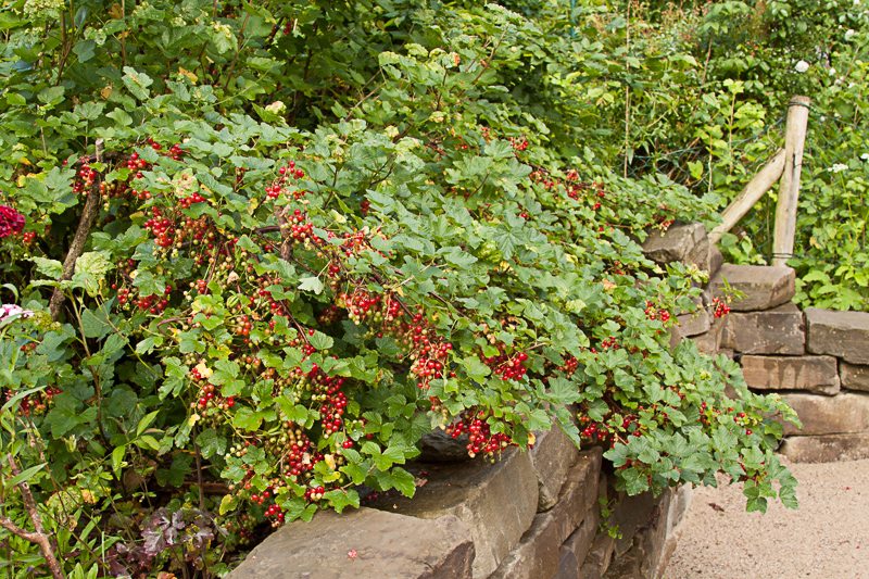 Hängende Gärten über der Trockensteinmauer