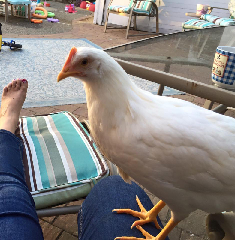 huhn in californien.jpg